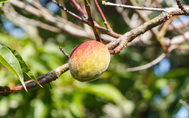 Little peach ripening on a peach tree in an orchard during summer