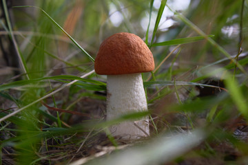 Beautiful leccinum mushroom, known as orange-birch swamp, in the autumn forest among grass.
