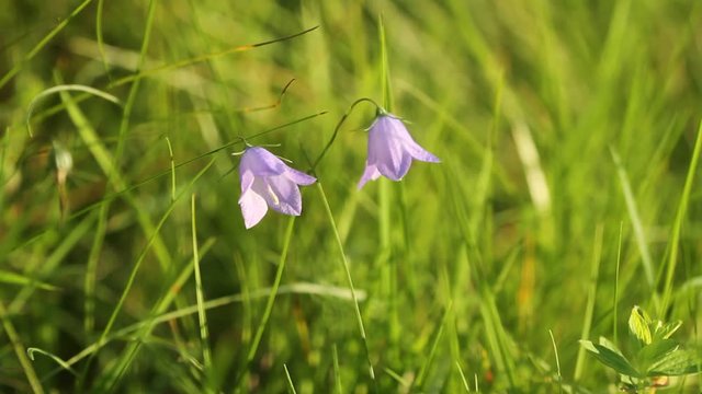 Campanula rotundifolia or bell flower sway in the wind