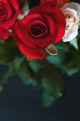 roses on dark background