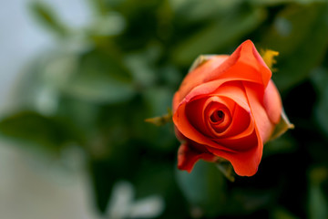 orange rose on blur background