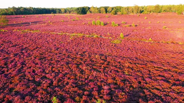Aerial view of colorful purple heather in bloom in evening light