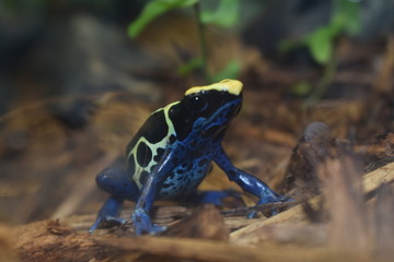 Poison Arrow frog