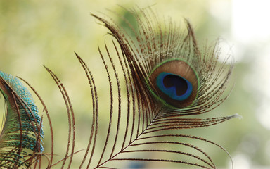 Peacock Feather Images