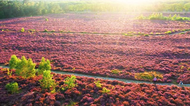 Aerial view of colorful purple heather in bloom in evening light