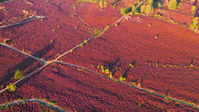 Aerial view of colorful purple heather in bloom in evening light