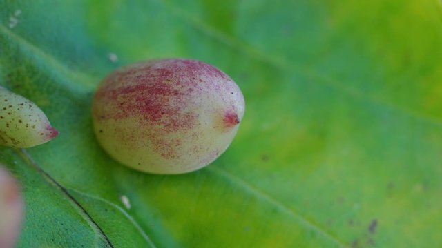 Leaf beech with parasitoid larvae in gall (Mikiola fagi) - (4K)