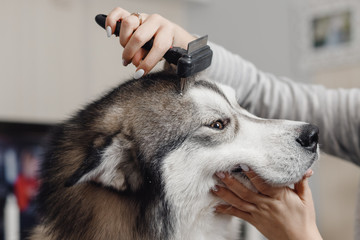 Female hands combing head of large, shaggy husky dog close-up
