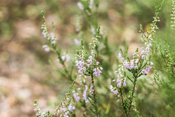 Detail of a flowering common heather (Calluna vulgaris). Amazing photo with  beautiful soft focus...