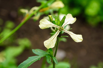 Obraz premium White arugula flower in the garden in summer.