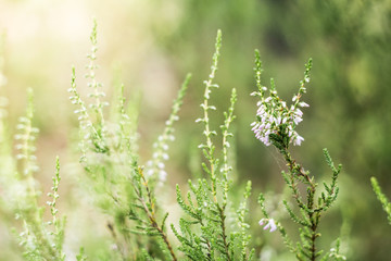 Detail of a flowering common heather (Calluna vulgaris). Amazing photo with  beautiful soft focus and light in background