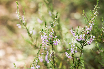 Detail of a flowering common heather (Calluna vulgaris). Amazing photo with  beautiful soft focus and light in background