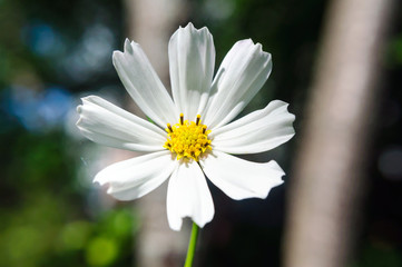 Beautiful white cosmos flower in the garden in summer.