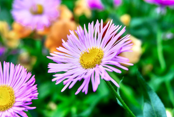 Obraz premium Beautiful flowers in the garden