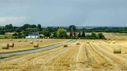pressed straw bales on a field