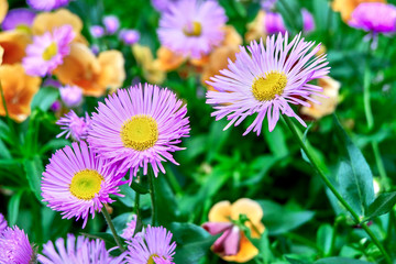 Obraz premium Beautiful flowers in the garden