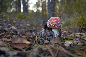 Classic red toadstool, Amanita muscaria mushrom in the autumn forest.
