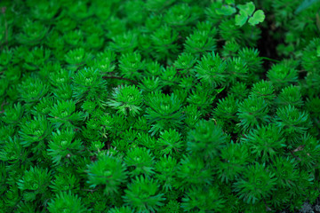 Green leaves and saxifrage rosette background, natural plant background