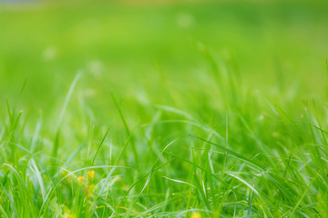 Fresh sunny summer green grass background
