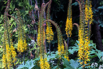 Obraz premium yellow flowers in the garden