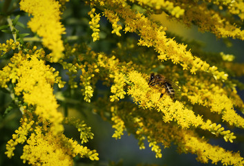Fototapeta premium yellow flower of goldenrod with drinking bee