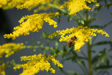 flower of goldenrod with drinking bee