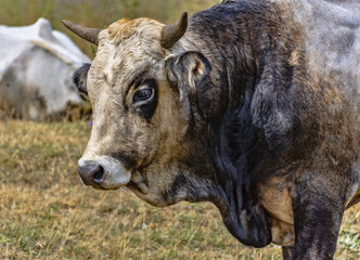 Grazing bull in countryside