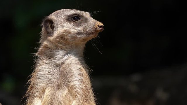 Mammal Animal Meerkat