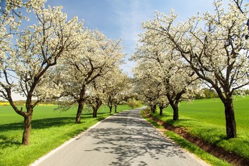 road and alley of flowering cherry trees