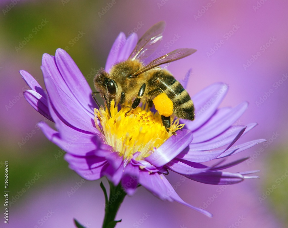 Wall mural bee or honeybee sitting on flower, Apis Mellifera