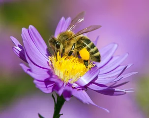 Keuken foto achterwand Bij bij of honingbij zittend op bloem, Apis Mellifera