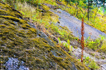 Finland, Kotka: Large granite rock covered with old green moss are an inherent part of the harsh northern nature of Scandinavia.