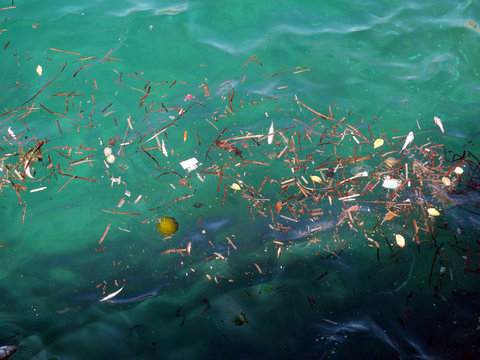 Tote Fische und Dreck im Wasser
