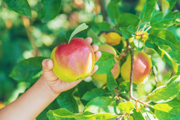 child with an apple in the garden. Selective focus.