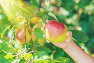 child with an apple in the garden. Selective focus.