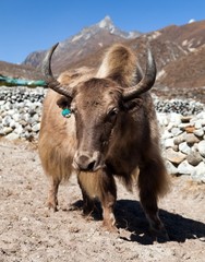 Brown Yak on the way to Everest base camp