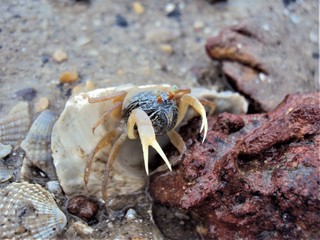crab on sand