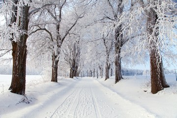 wintry landscape scenery with road way and alley