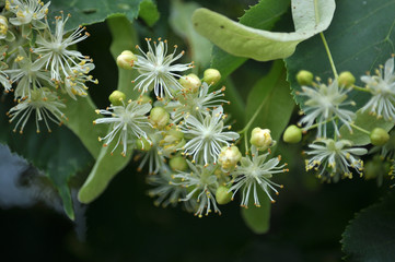 On a branch of a tree bloom linden