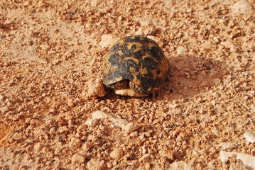 Tortue en position défensive