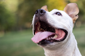 Happy pet dog on grass 