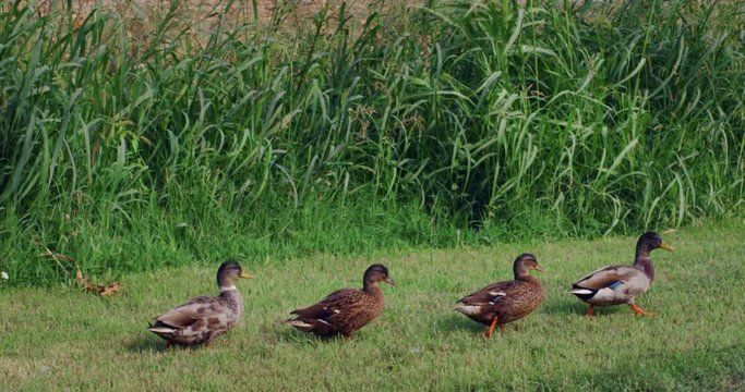 Authentic shot of the ducks are walking in their natural habitat.