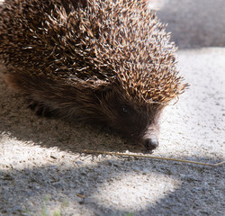 hedgehog on concrete in front of a straw in the sun