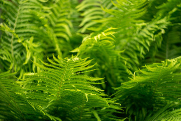 Patterned weave of fern leaves. Bright green color and mesmerizing order