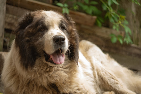 An adult Caucasian Shepherd dog is resting. The dog lies near the threshold of the house. A reliable friend and bodyguard