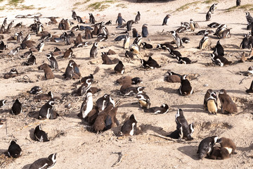 Fototapeta premium Boulders Beach, South Africa