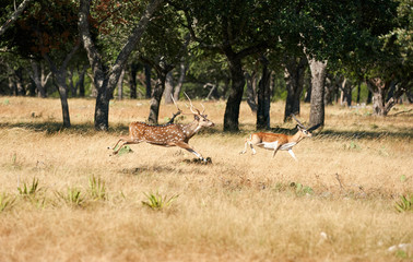 Axis buck and black buck running