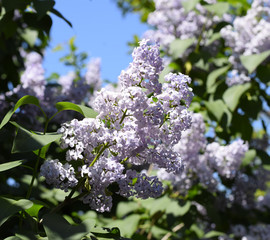 Obraz premium Flowers blooming lilac. Beautiful purple lilac flowers outdoors.