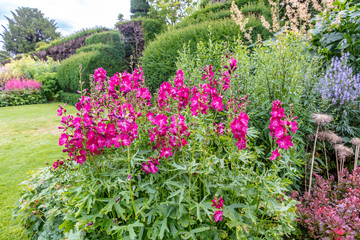 Upright flower spikes carrying rose-pink blooms of Sidalcea hybrida 'Party Girl' in a herbaceous border of an English garden.