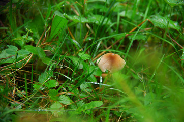 mushroom in the grass